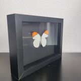 Papillon encadré