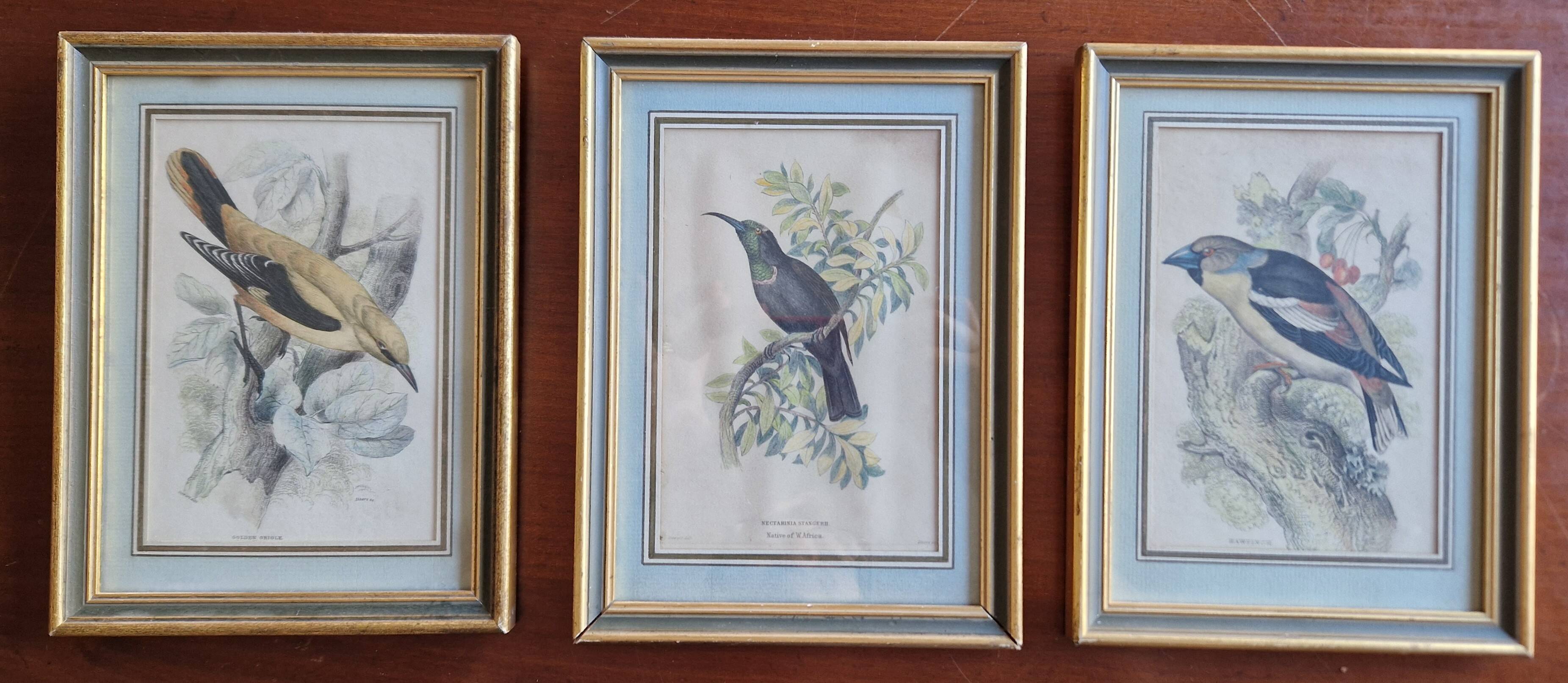 3 engravings Birds Lidzars