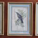 3 engravings Birds Lidzars