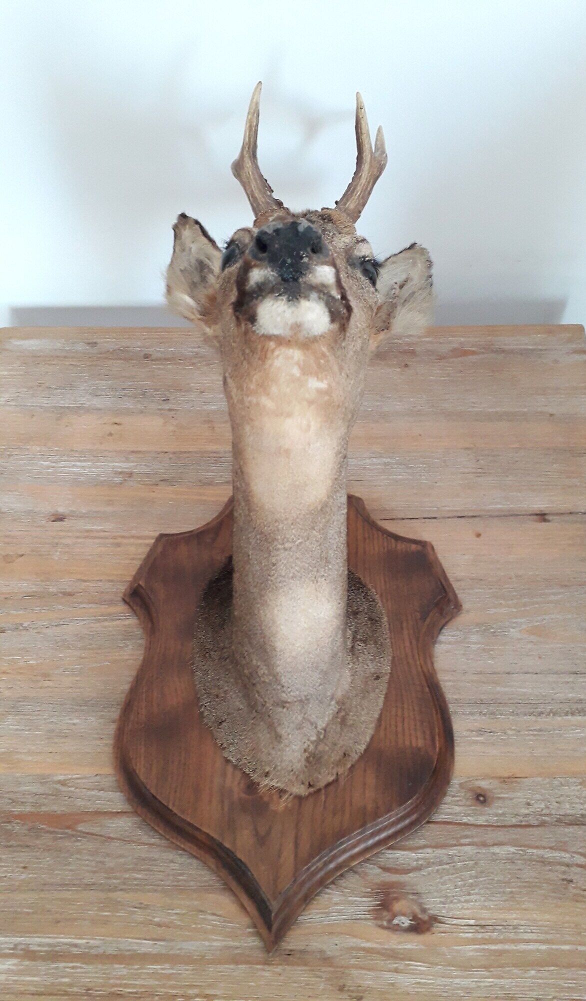 Taxidermy naturalized deer on wooden squifer - 1986