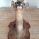 Taxidermy naturalized deer on wooden squifer - 1986