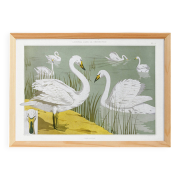 Poster “Wild Swan”, after an Art Nouveau lithograph from 1897