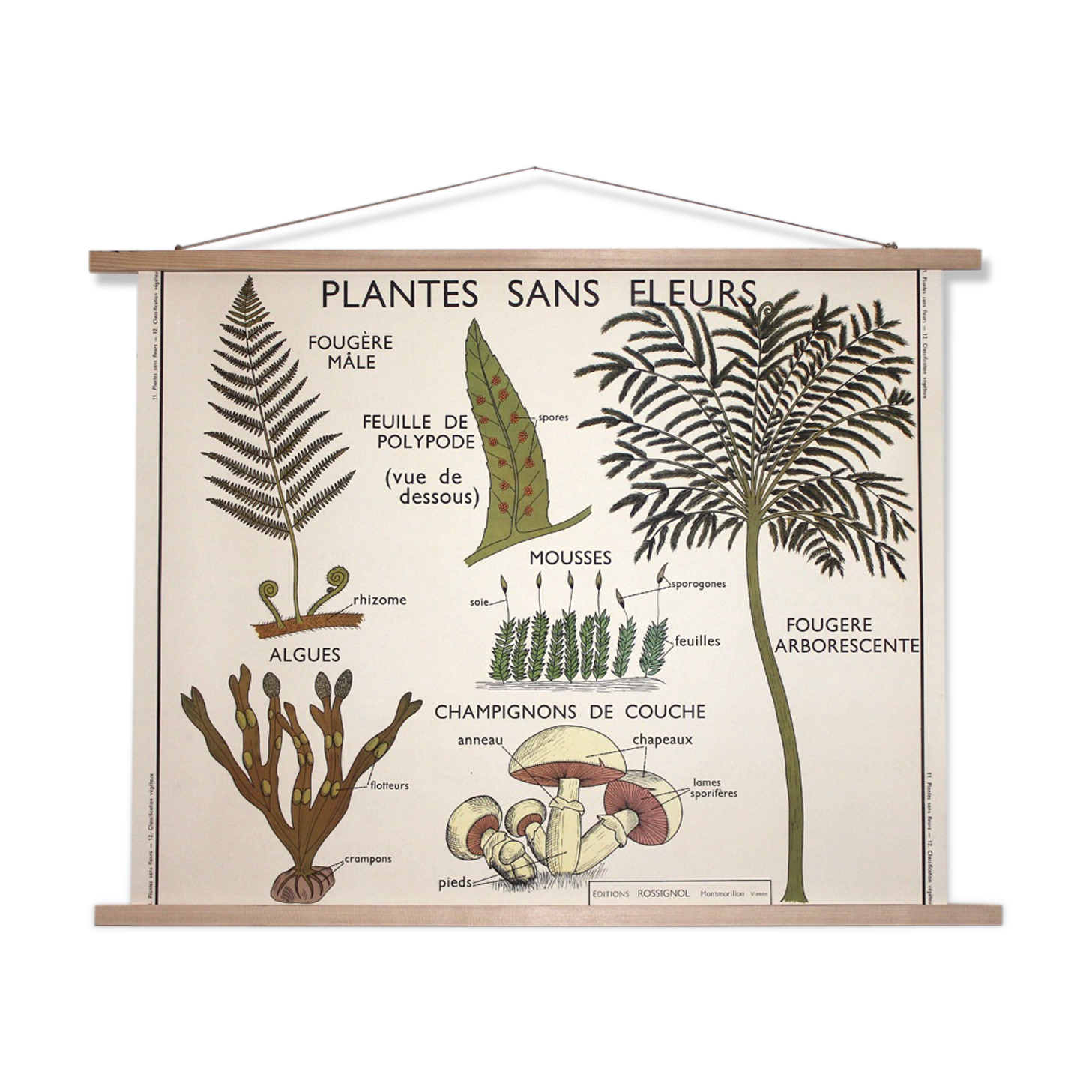 Rossignol botanical poster