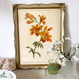 Framed fleur-de-lis botanical plate