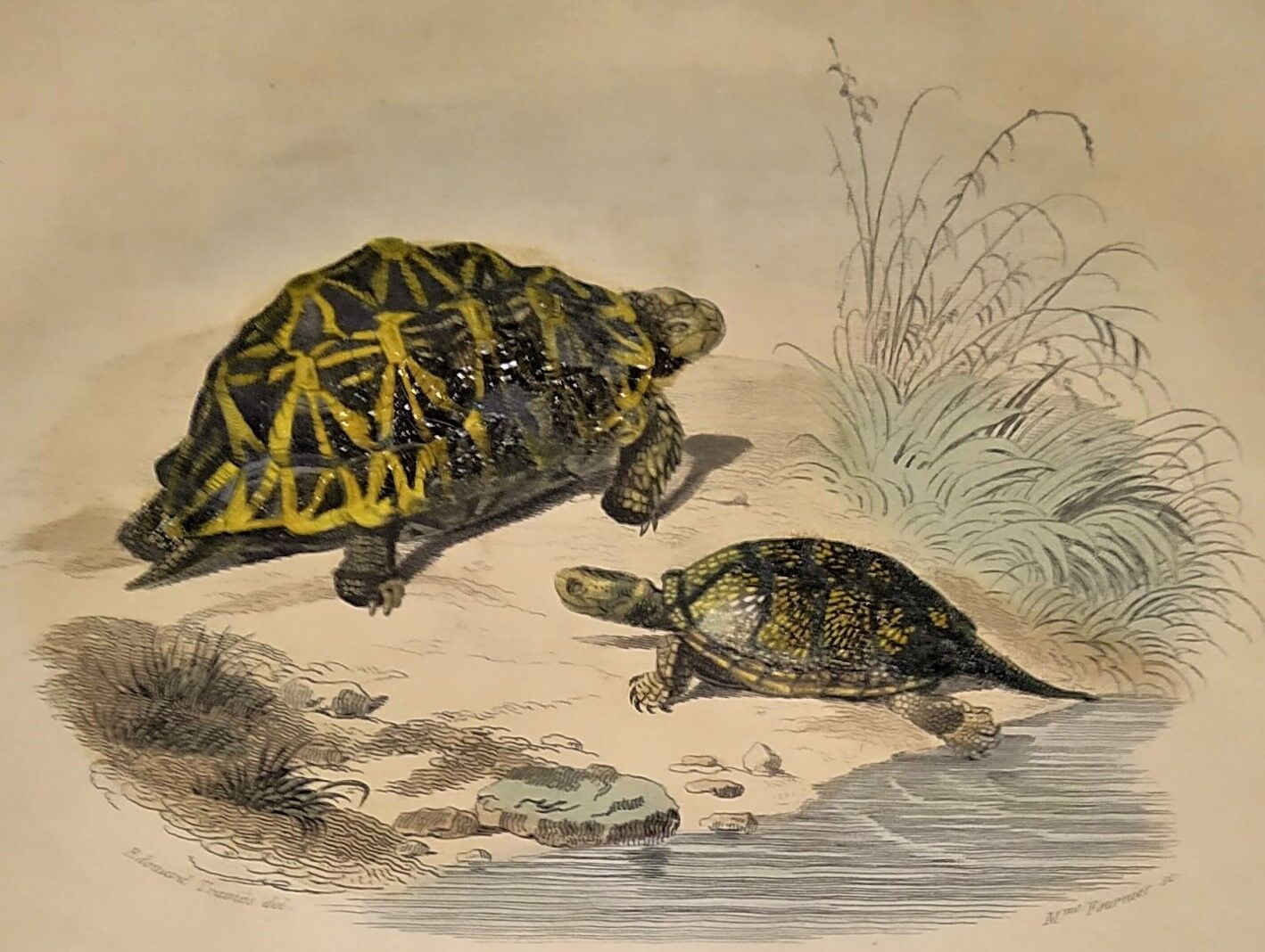 Original zoological plate of 1839 " geometric turtle"