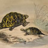 Original zoological plate of 1839 " geometric turtle"