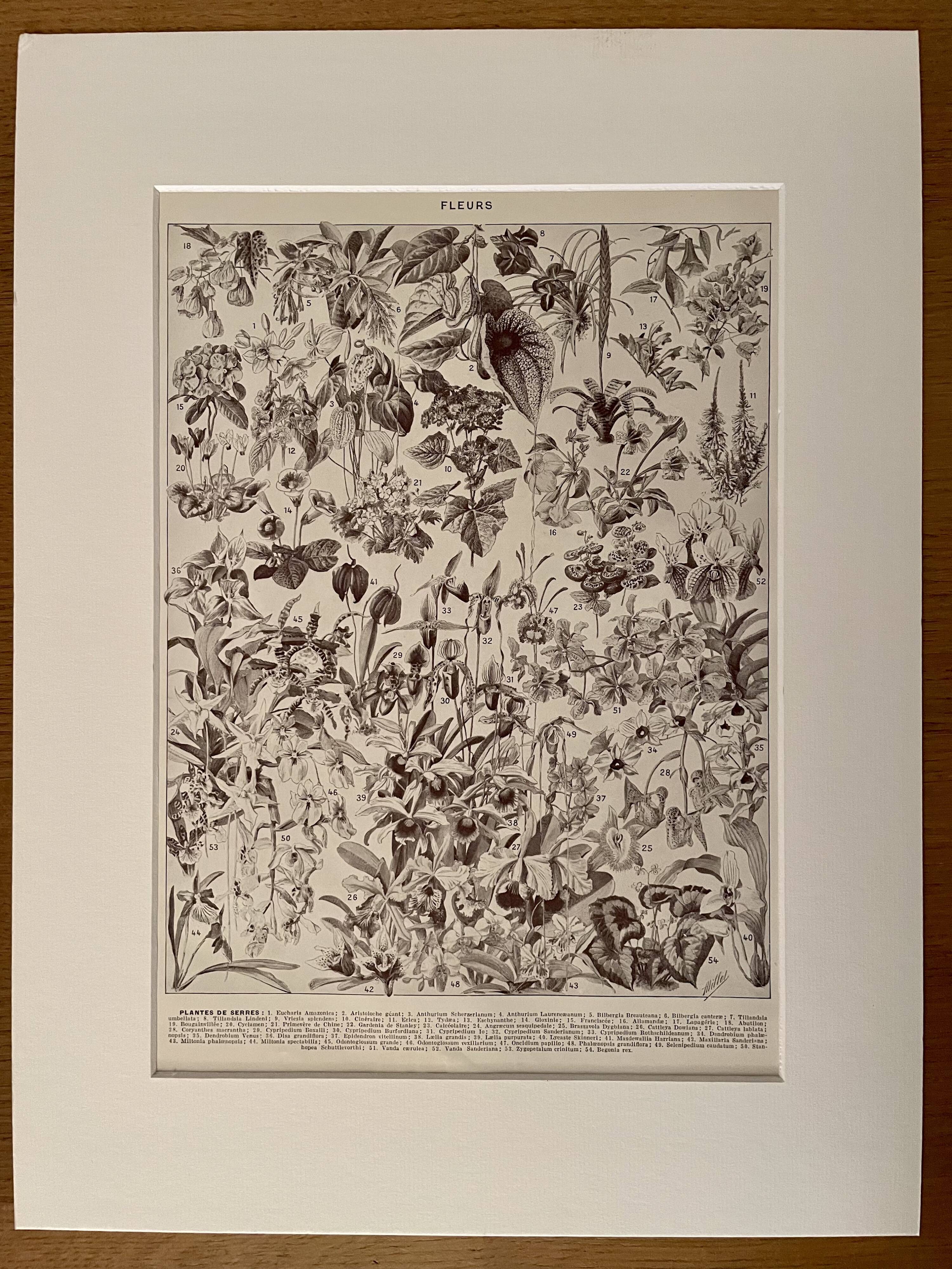 Lithograph on flowers (trees and shrubs) - 1930