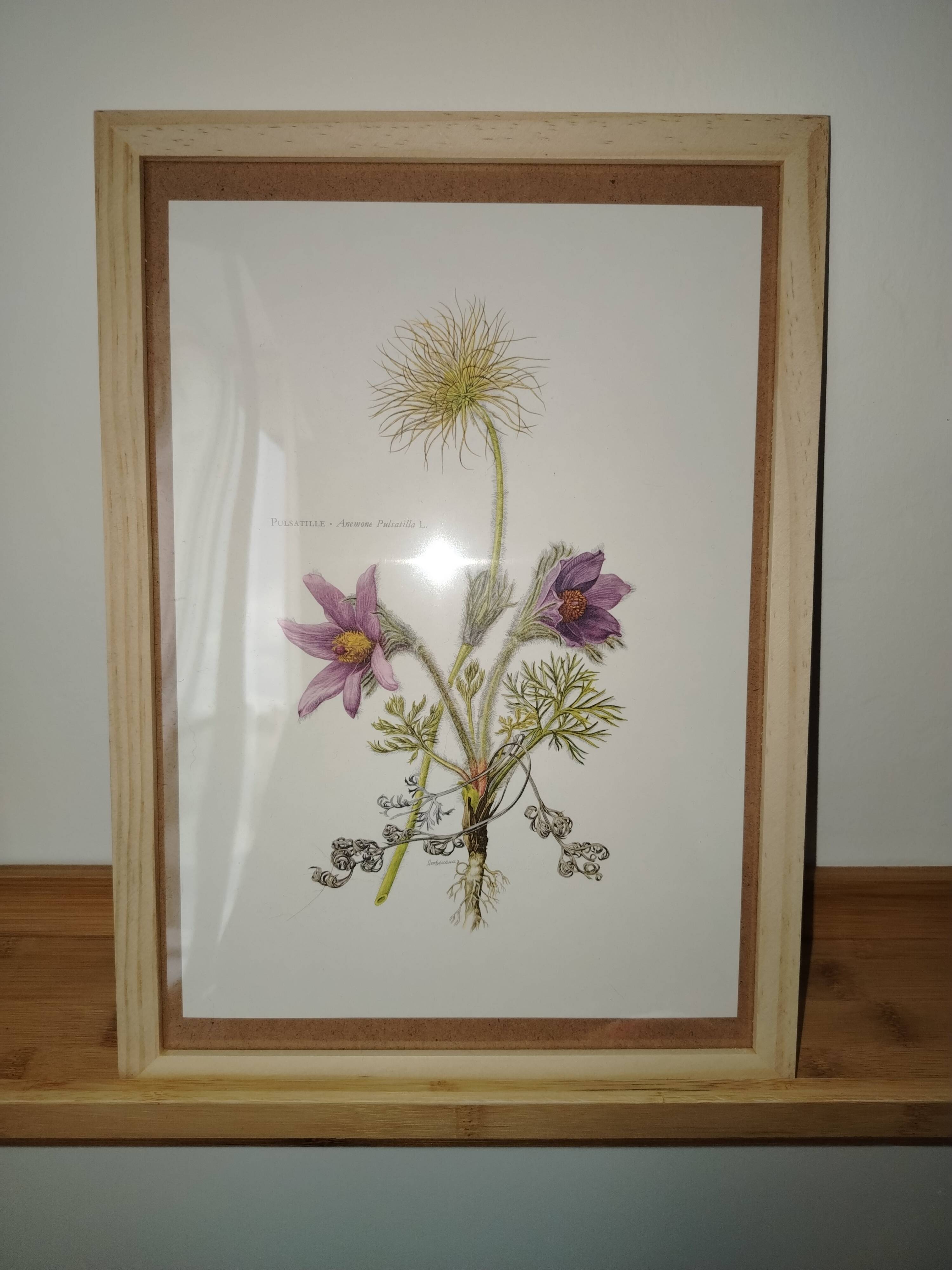 vintage botanical print framed from the 1950s