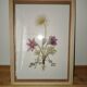 vintage botanical print framed from the 1950s