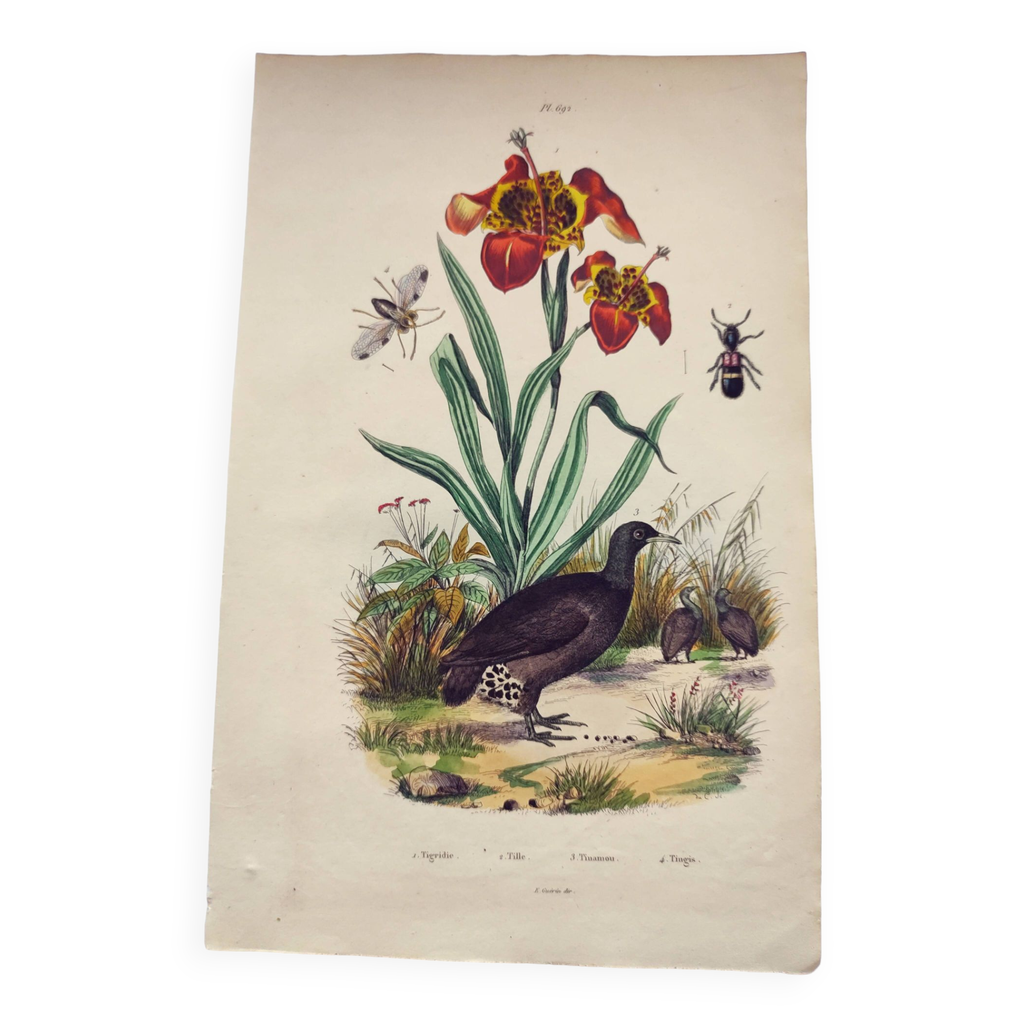 Old engraving from 1838 - Orchid and Tinamou - Zoological and botanical hand-colored plate