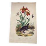 Gravure ancienne de 1838 -Orchidée et Tinamou- Planche coloriée à la main zoologique et botanique