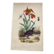 Old engraving from 1838 - Orchid and Tinamou - Zoological and botanical hand-colored plate