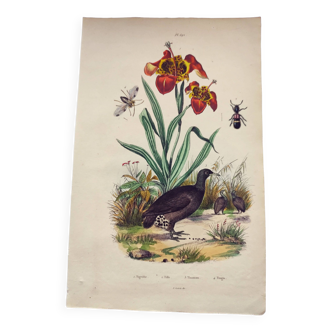 Gravure ancienne de 1838 -Orchidée et Tinamou- Planche coloriée à la main zoologique et botanique