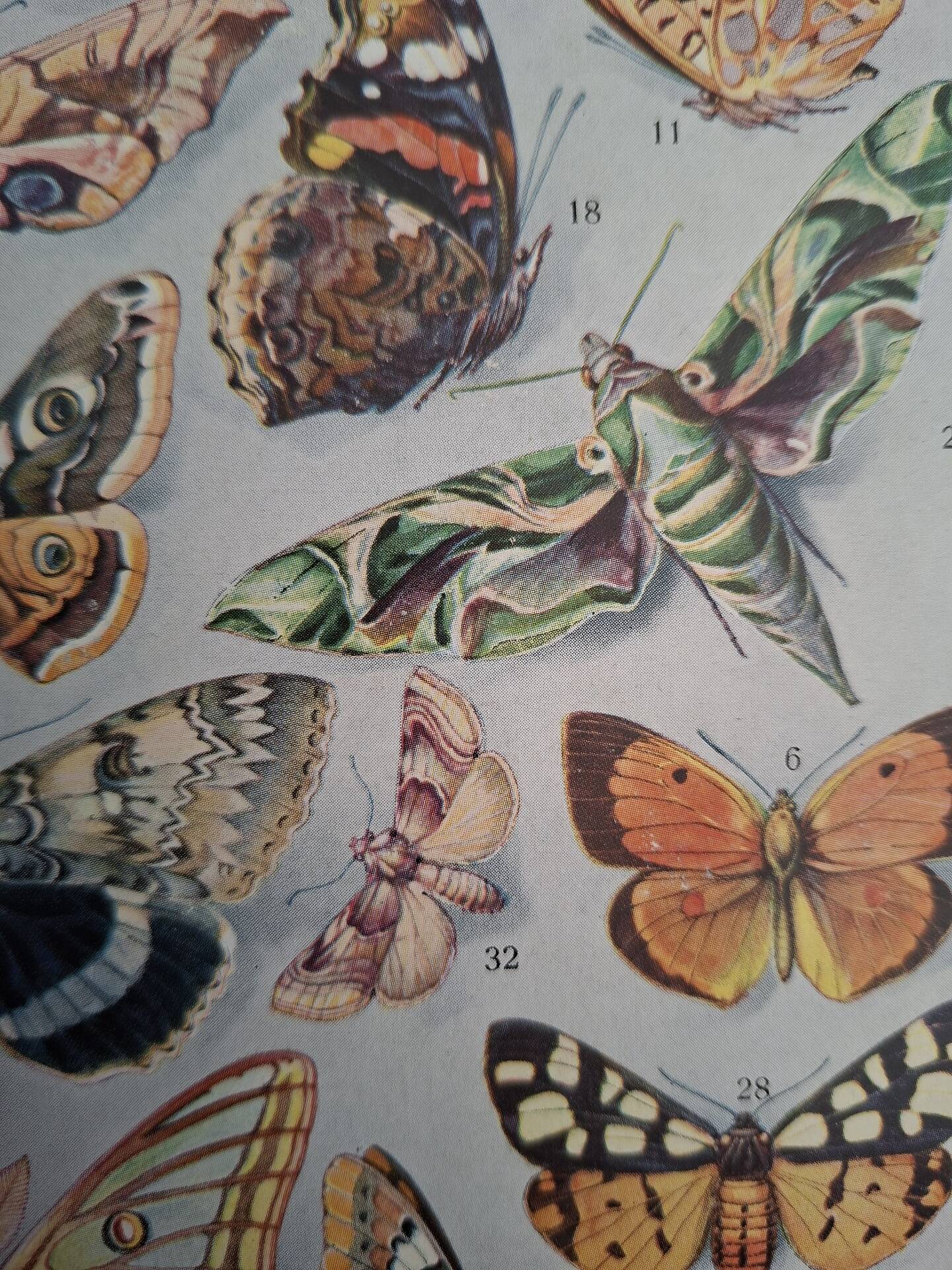 Original plate | Butterflies of Europe 🦋