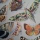Original plate | Butterflies of Europe 🦋