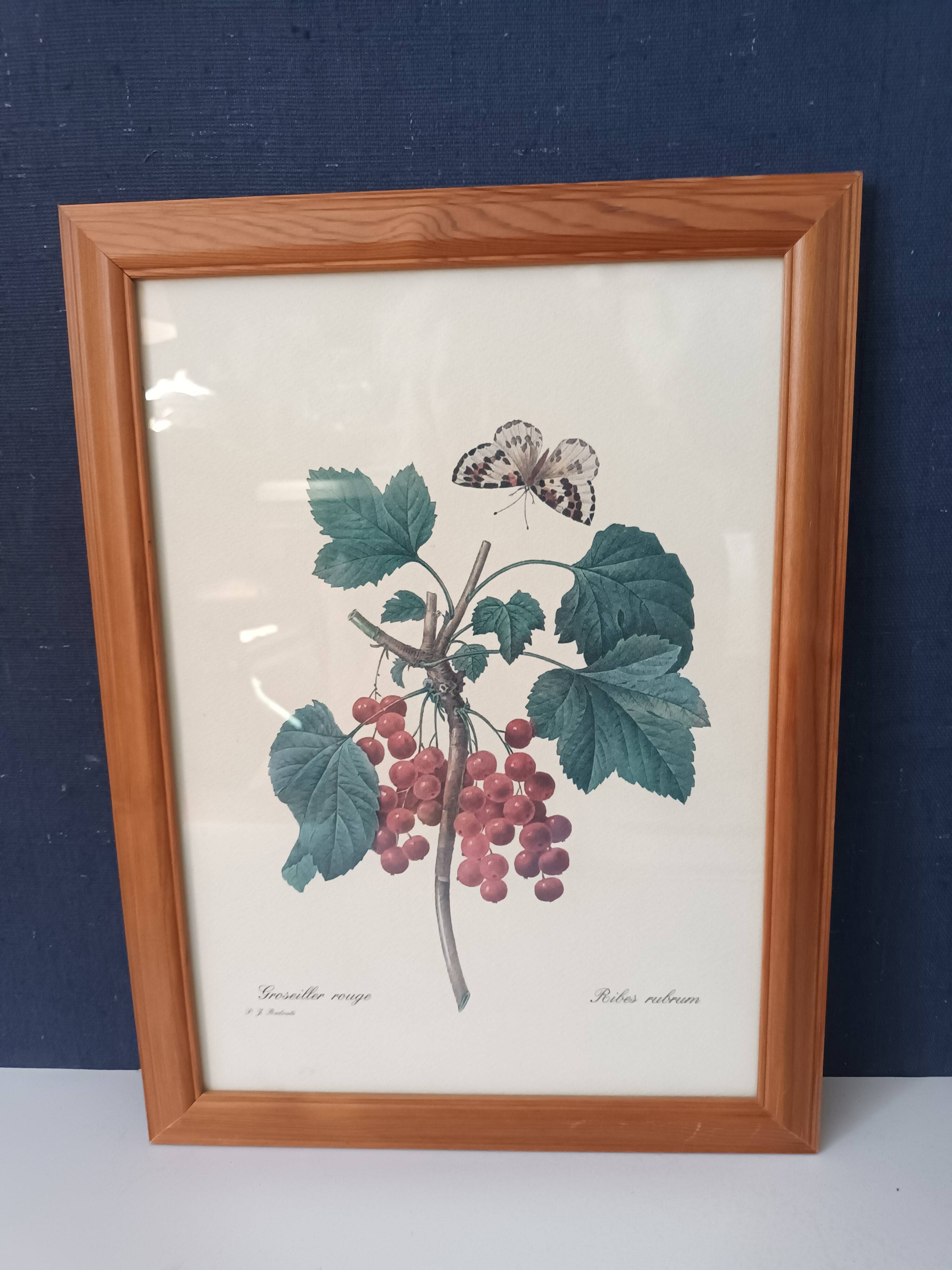 Botanical lithograph red groseiller