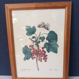 Botanical lithograph red groseiller