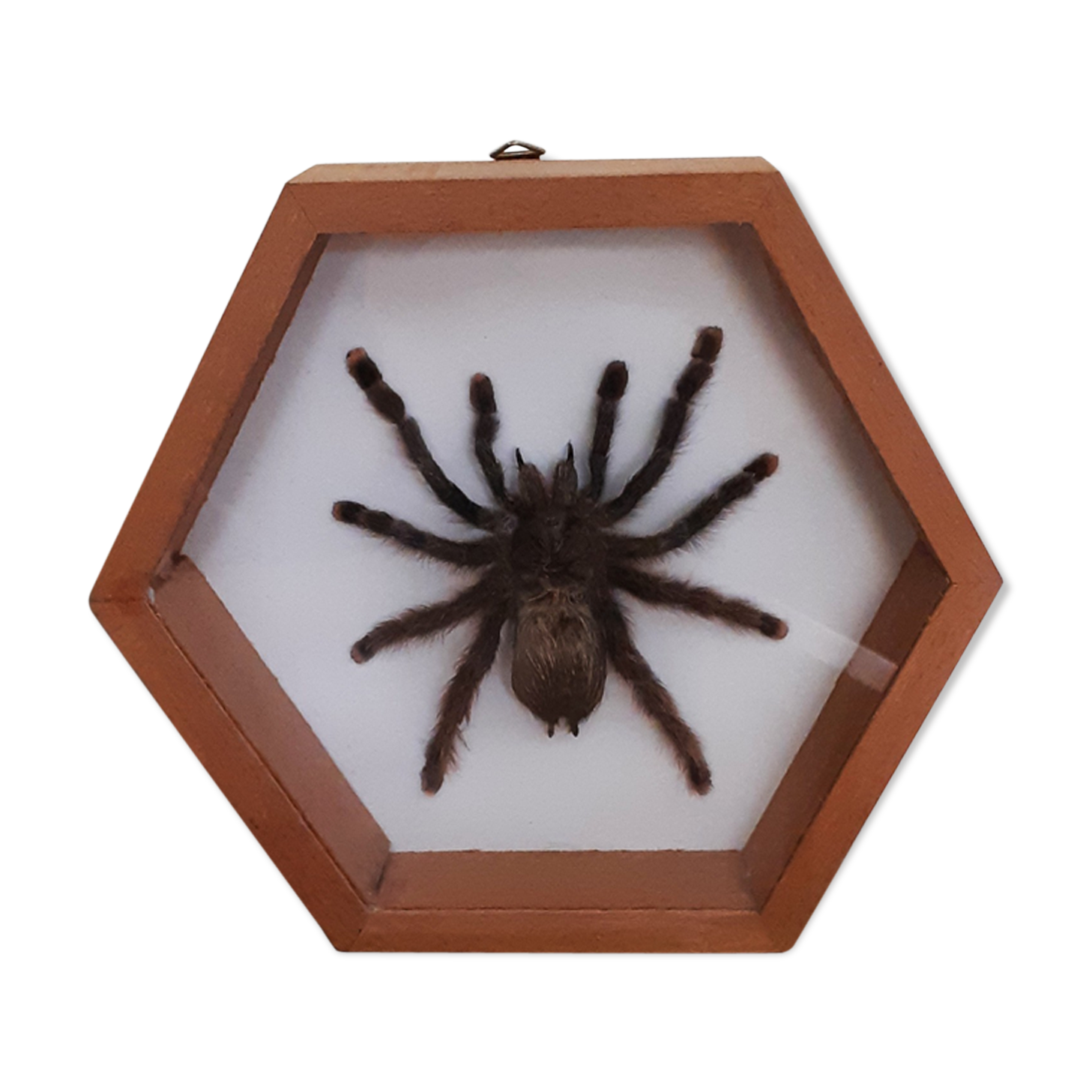 Mygale spider naturalized under glass