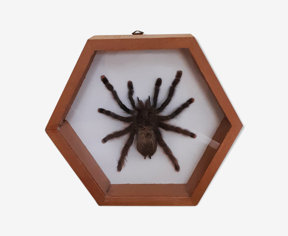Araignée Mygale naturalisée sous verre | Selency