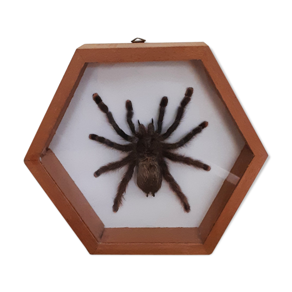 Mygale Spider Naturalized Under Glass Selency Mygale Spider Naturalized Under Glass Selency