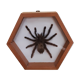 Mygale spider naturalized under glass