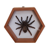 Mygale spider naturalized under glass