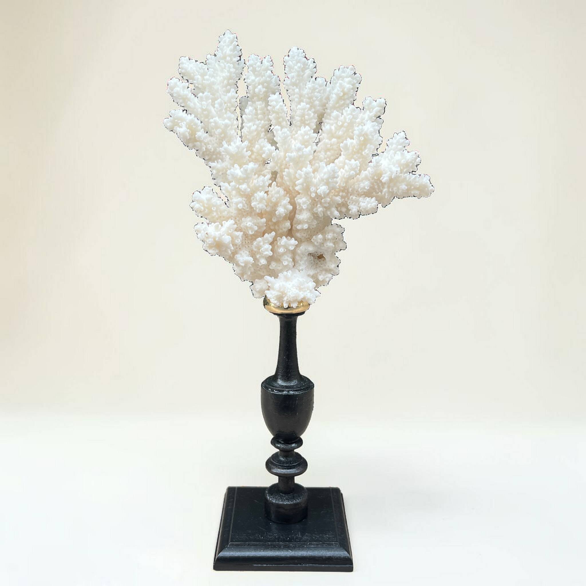 Natural ancient white coral on a black wood base curiosity cabinet