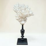 Natural ancient white coral on a black wood base curiosity cabinet