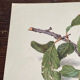 Botanical poster, Prunus Domestica, framed in glass wood.