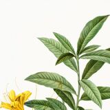 Poster about the Azalea, based on an old engraving