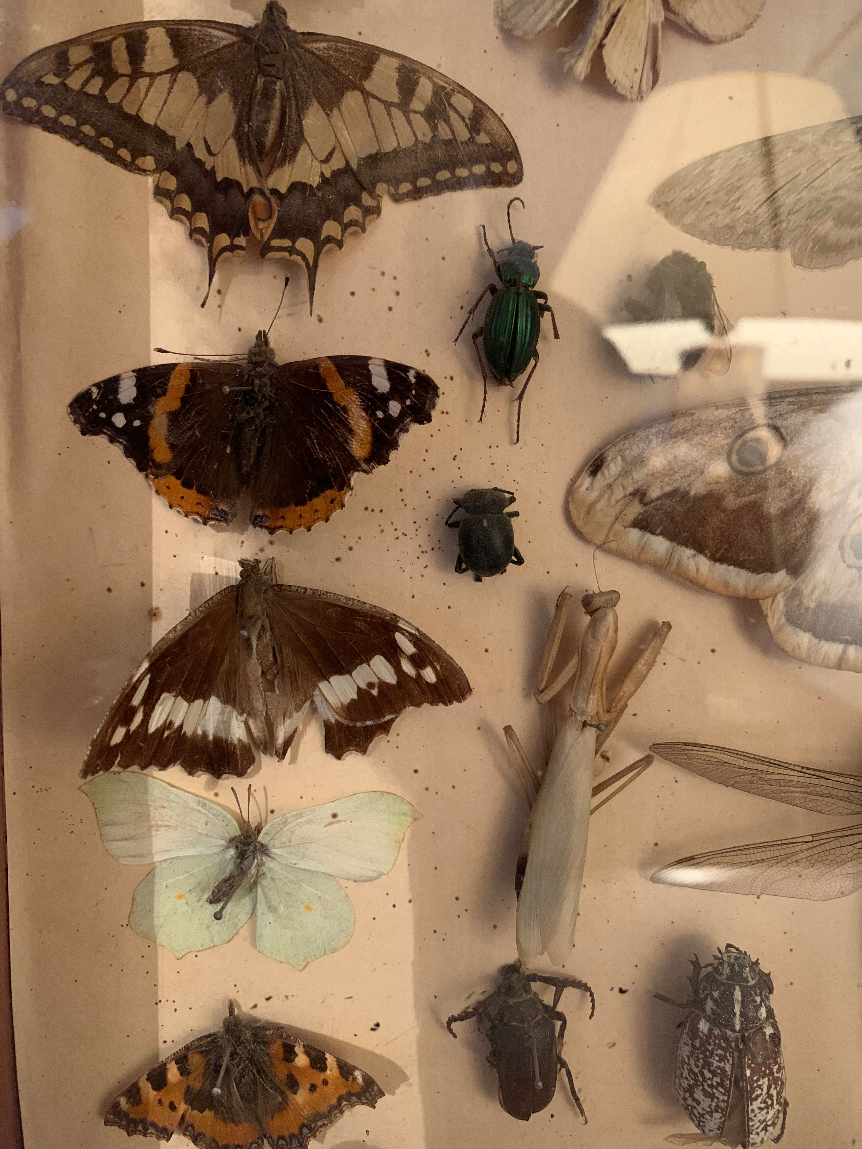 Butterflies