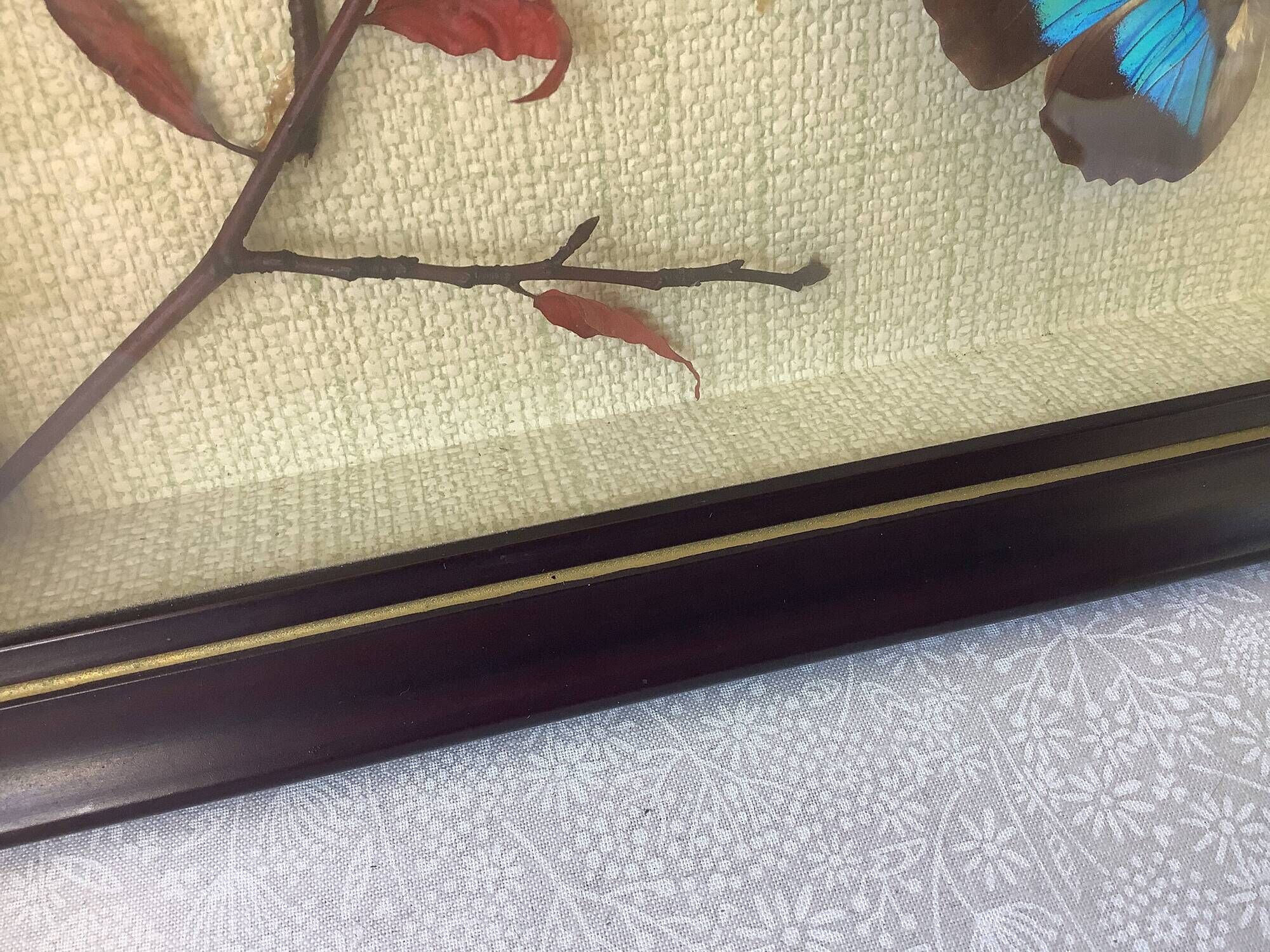 Vintage naturalized butterflies frame - cabinet of curiosities - taxidermy