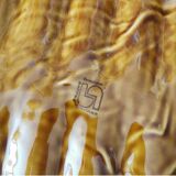 Barbotine, Sarreguemines asparagus dish