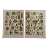 Original lithographs on trees