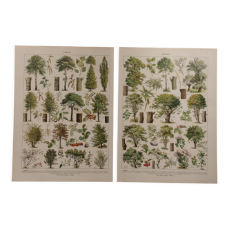 Original lithographs on trees