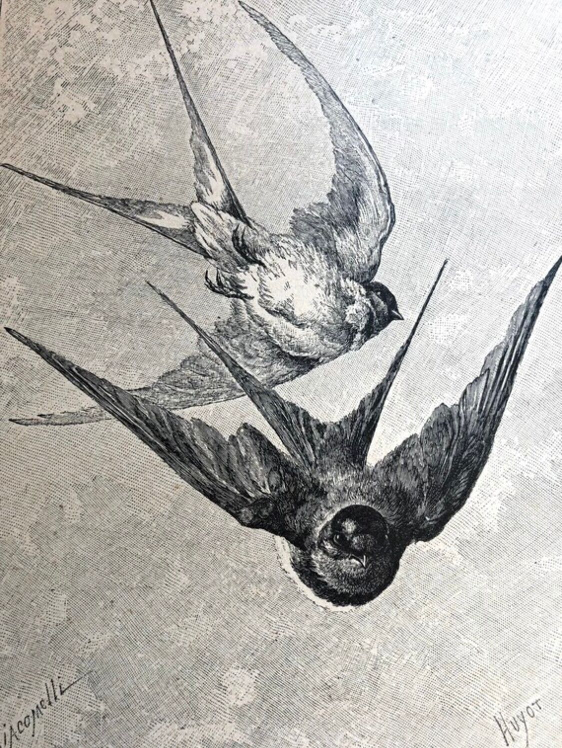 Planche illustrée de 1890 les hirondelles