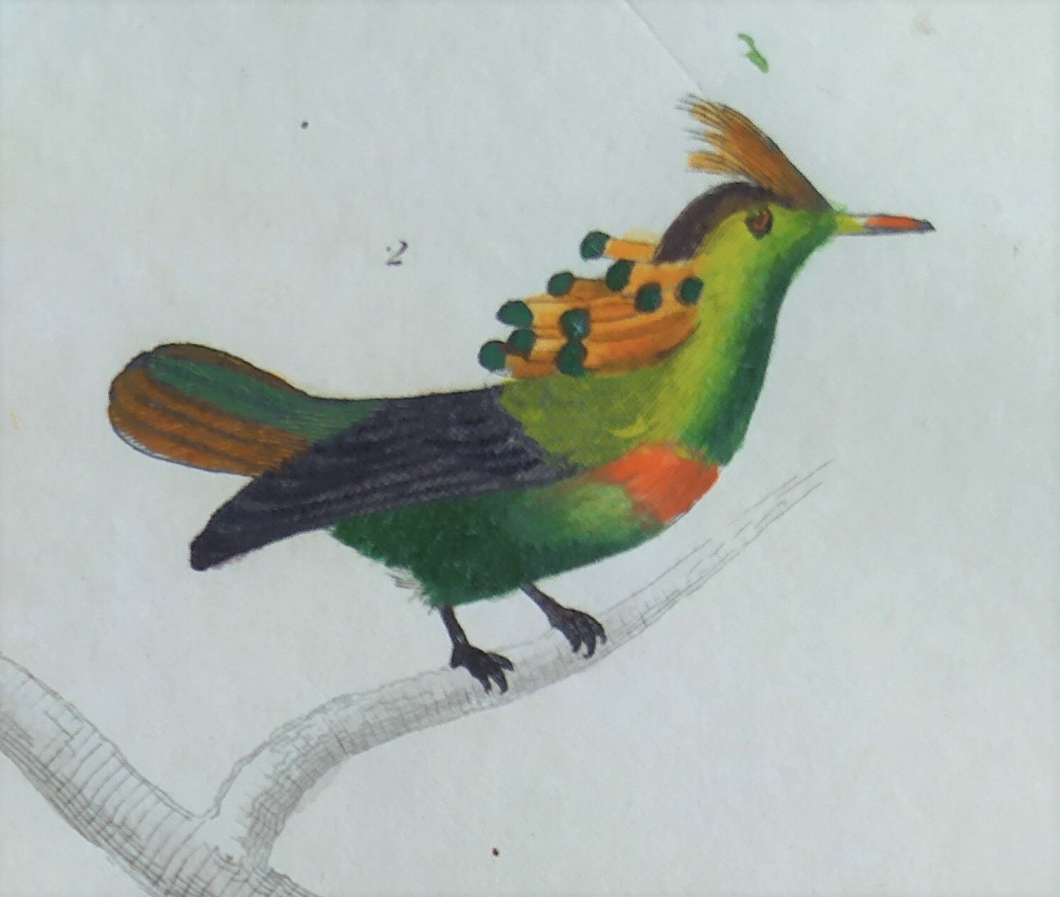 Original Ornithological Plate "Green Gold - Hoopoe - Ruby Topaz - &c..." Buffon 1836