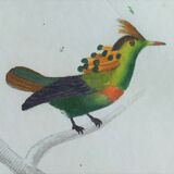 Original Ornithological plate " Green gold - Crested collar - Ruby Topaz - &c... " Buffon (1836)
