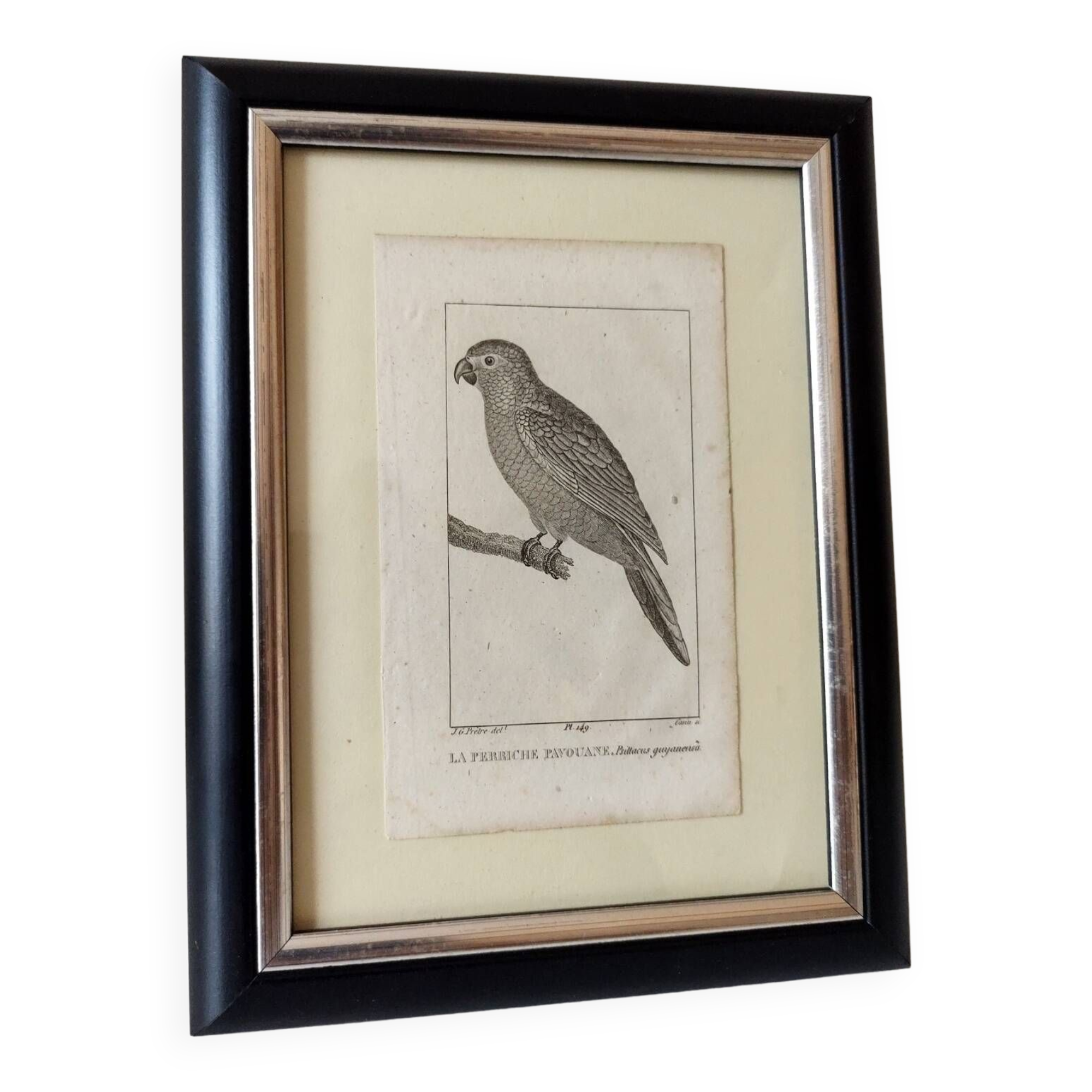 Small bird engraving from 1830 - La Parruche Pavouane - ornithological plate