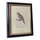 Small bird engraving from 1830 - La Parruche Pavouane - ornithological plate