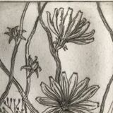 Etching signed by violayne hulné, study of clematis, 1984