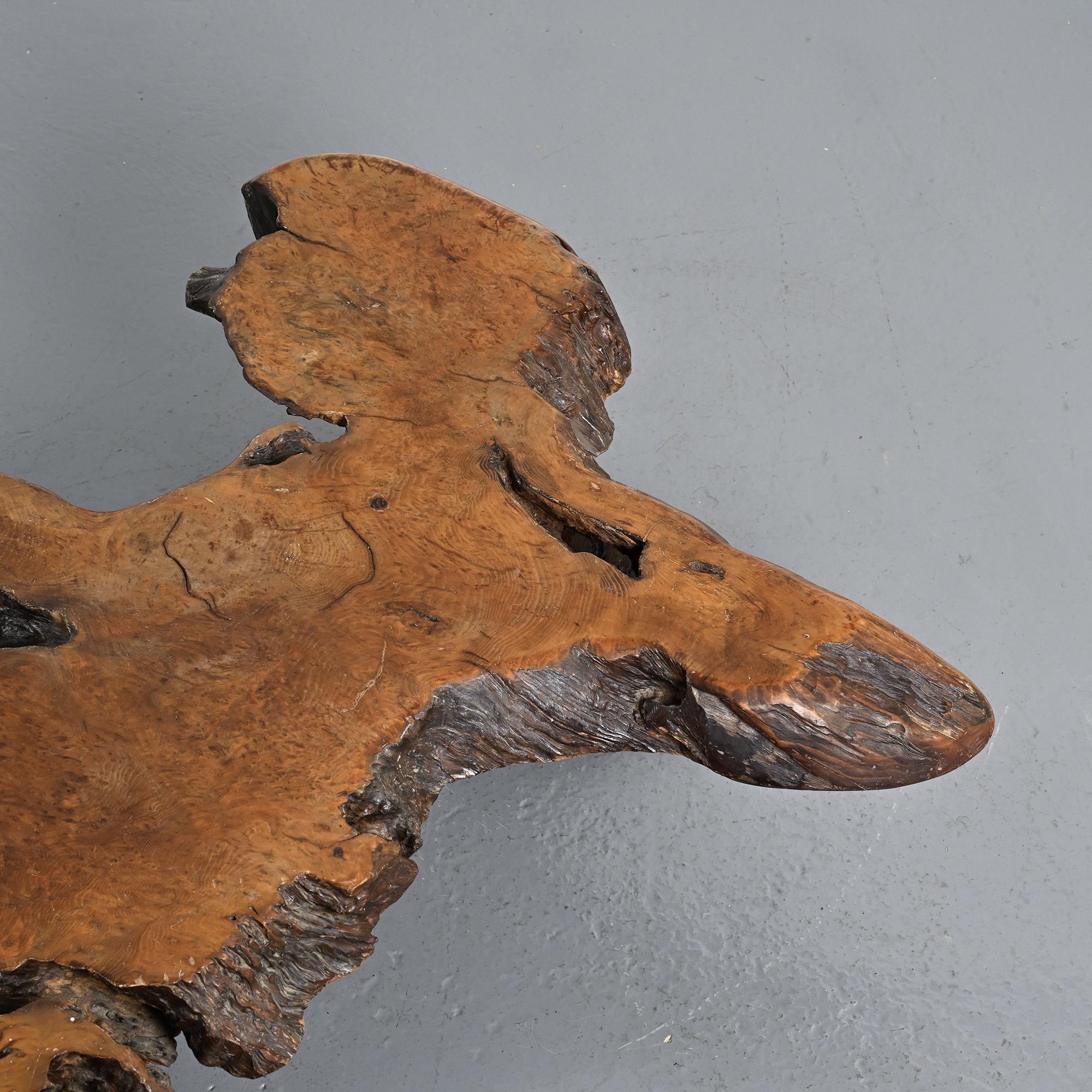 Table basse brutaliste en loupe d'orme, circa 1960