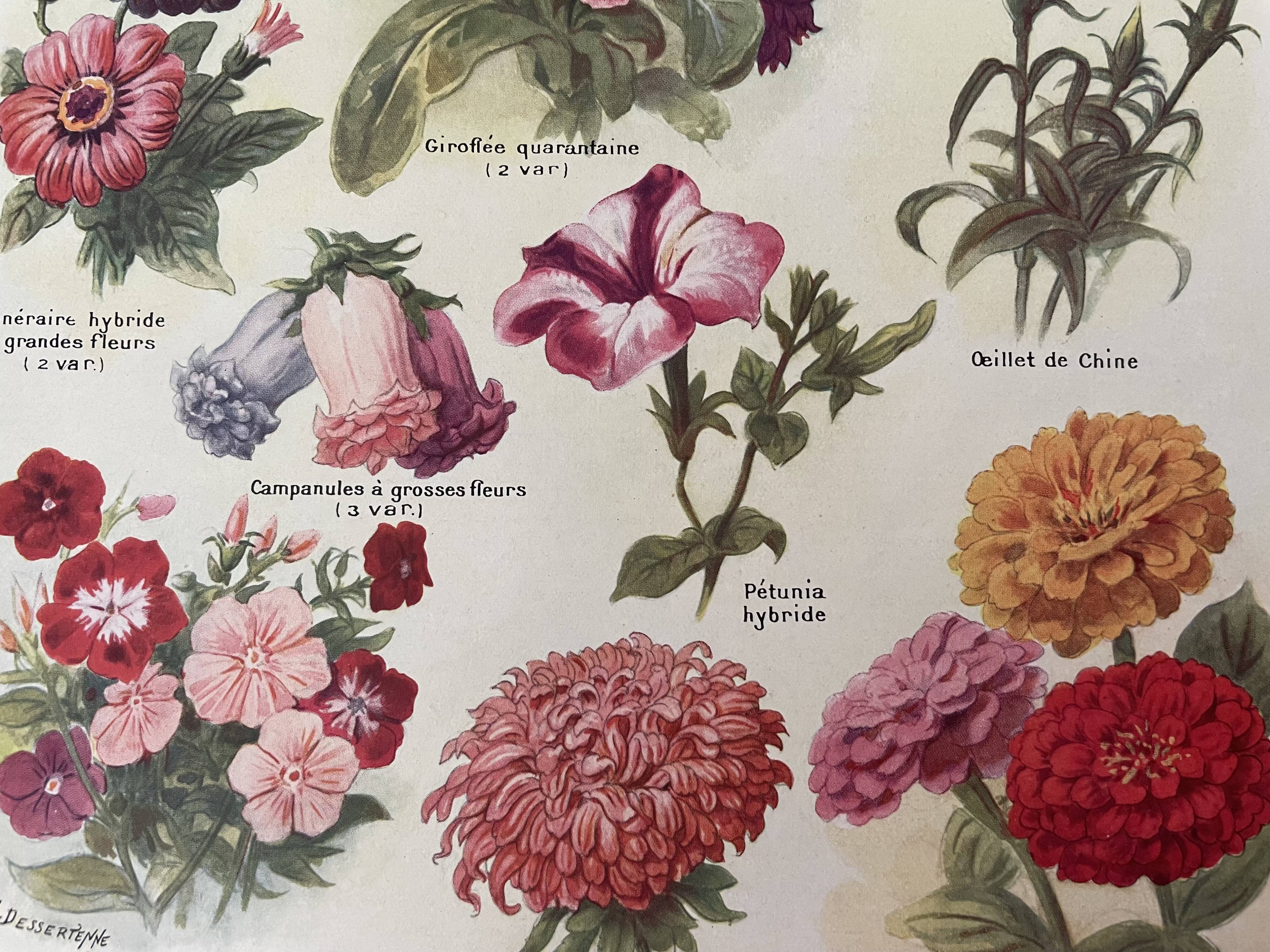 Lithograph on 1921 flowers (annual)