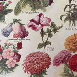 Lithograph on 1921 flowers (annual)