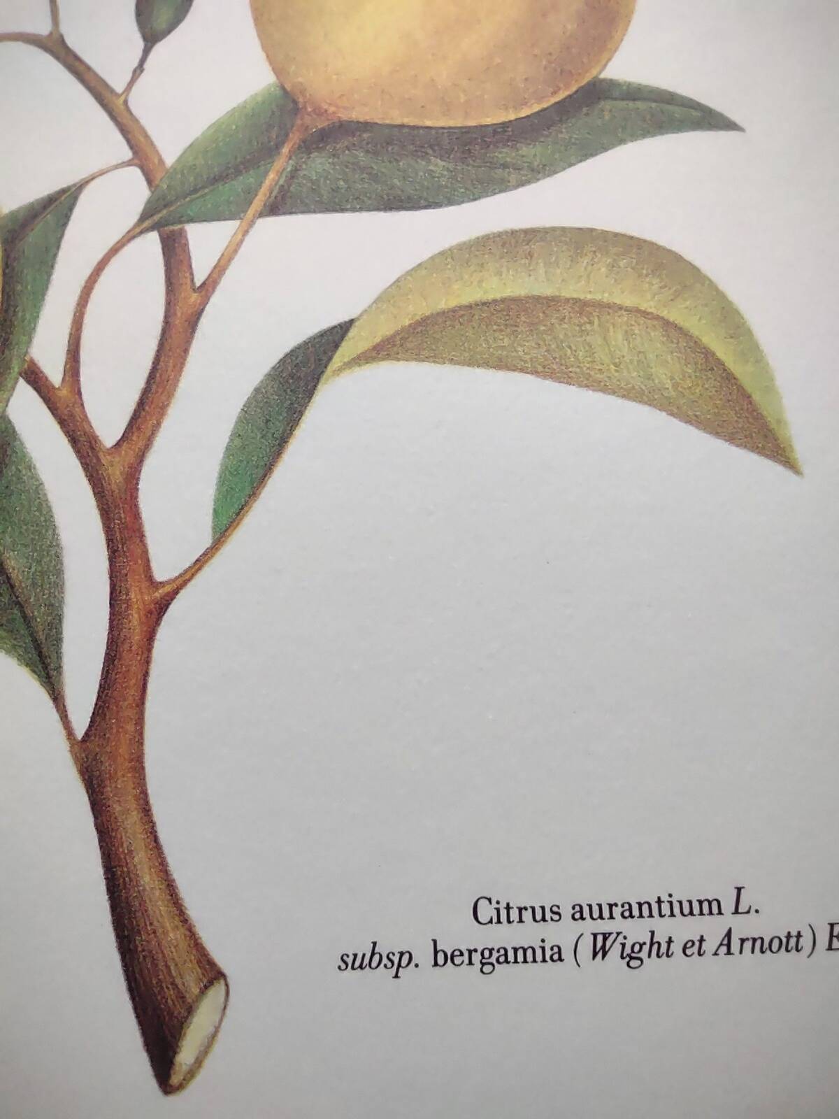 Gravure d'agrume bergamotier illustration de citrus bergamia