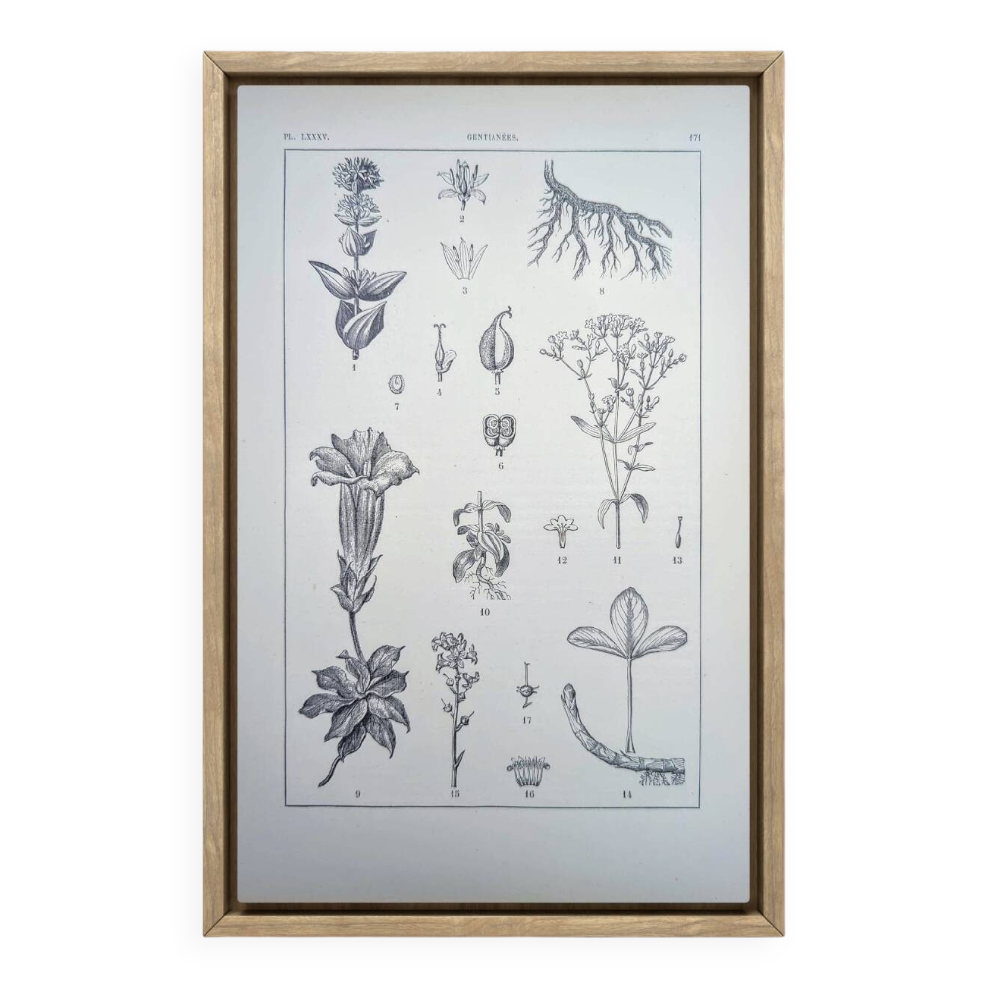 Printed in 1889, the Gentianaceae. Old botanical plate.