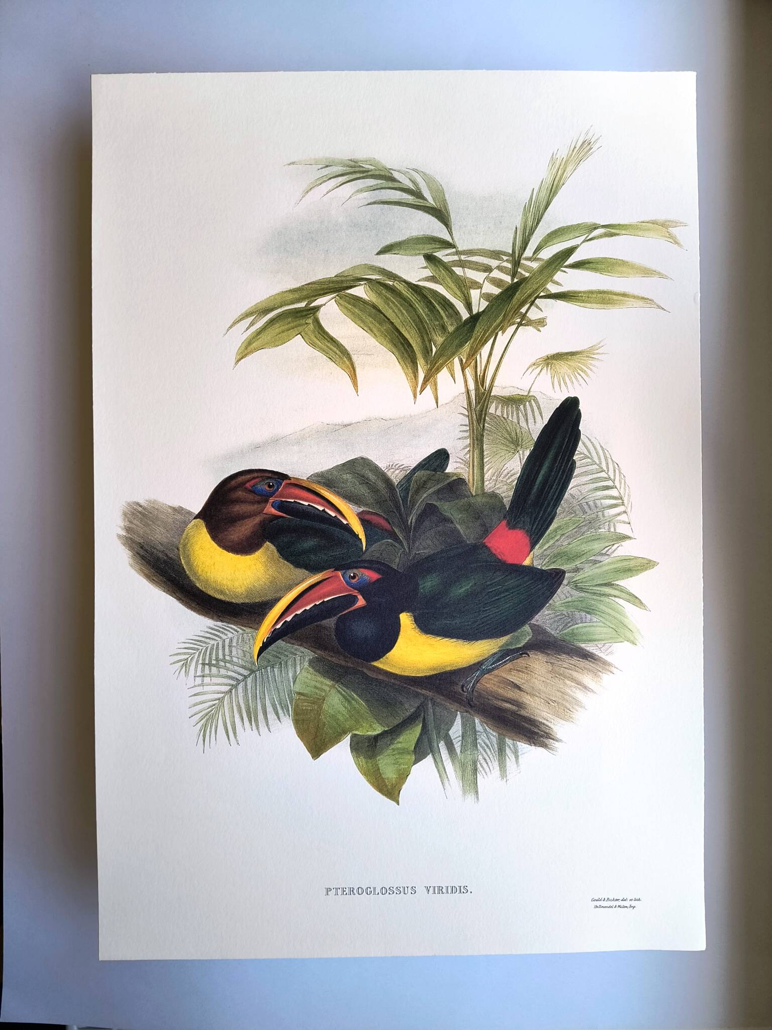 Vintage Board - Green Aracari by John Gould. Exotic Bird Illustration