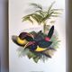Vintage Board - Green Aracari by John Gould. Exotic Bird Illustration