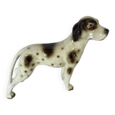 Pointer Anglais