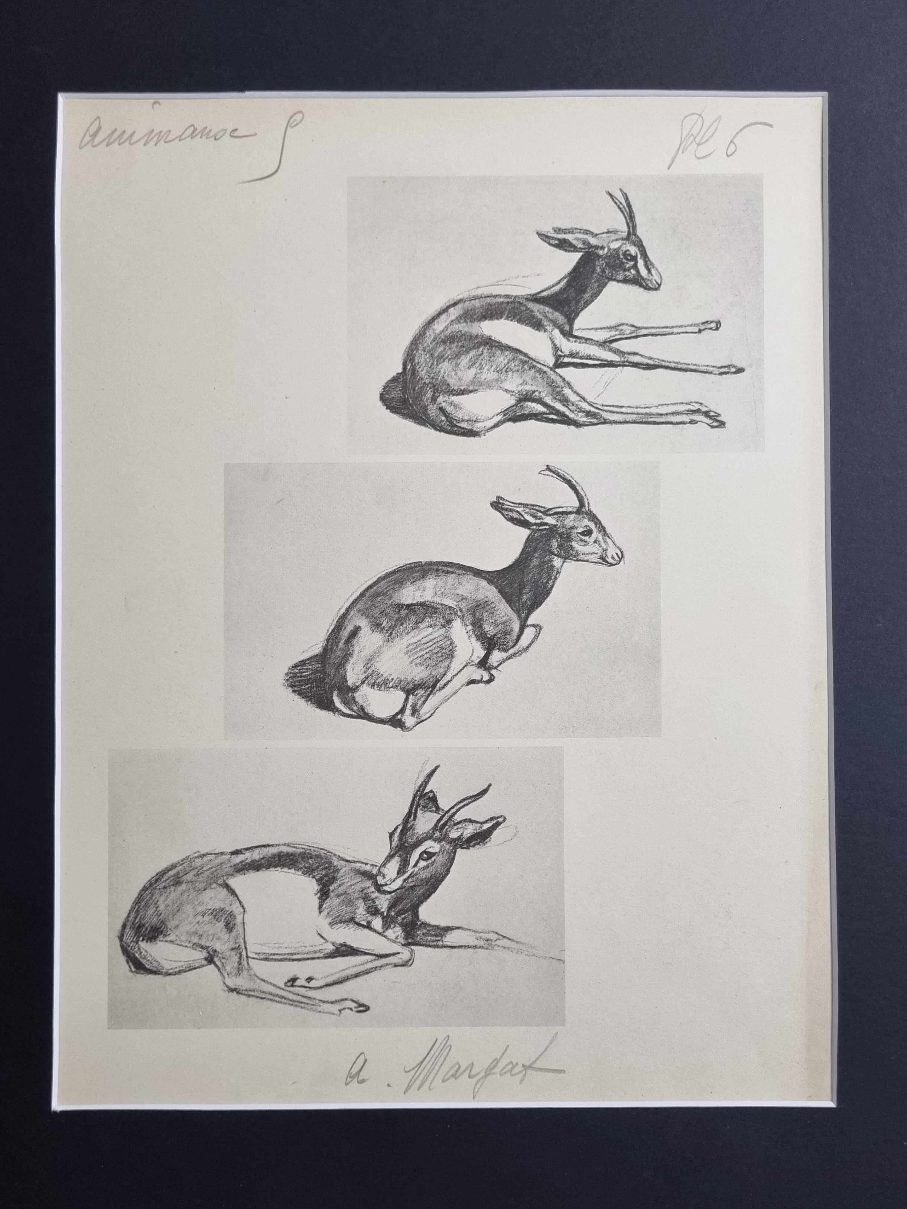 Illustrated plate, Gazelle Studies, Signed André Margat, 1930-1950